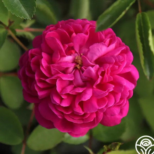 Heirloom Roses Rose de Rescht Outlet
