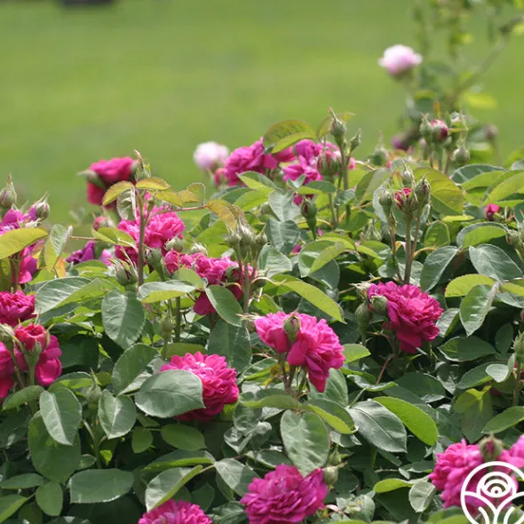 Heirloom Roses Rose de Rescht Outlet