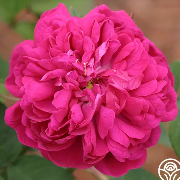 Heirloom Roses Rose de Rescht Outlet
