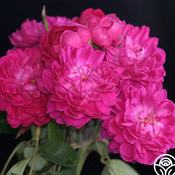 Heirloom Roses Rose de Rescht Outlet