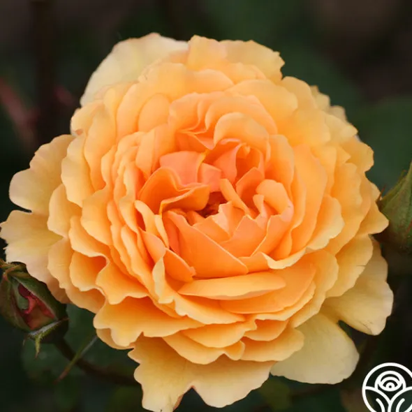 Heirloom Roses Royal Amber™ Sale