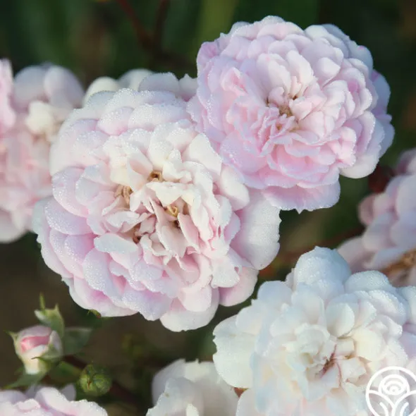 Heirloom Roses Rural England Clearance