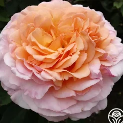 Heirloom Roses Ruth Clements™ Clearance