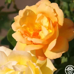 Heirloom Roses Saffron Summer™ Best
