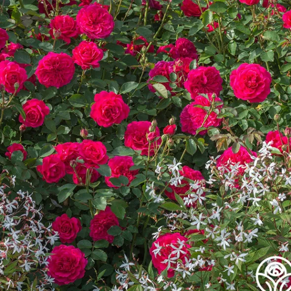 Heirloom Roses Sir John Betjeman Outlet