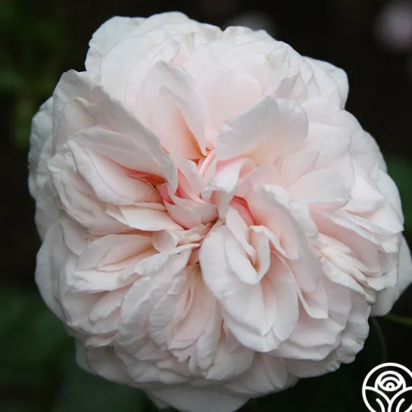 Heirloom Roses Souvenir de La Malmaison Outlet