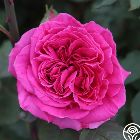 Heirloom Roses Souvenir du Président Lincoln Outlet