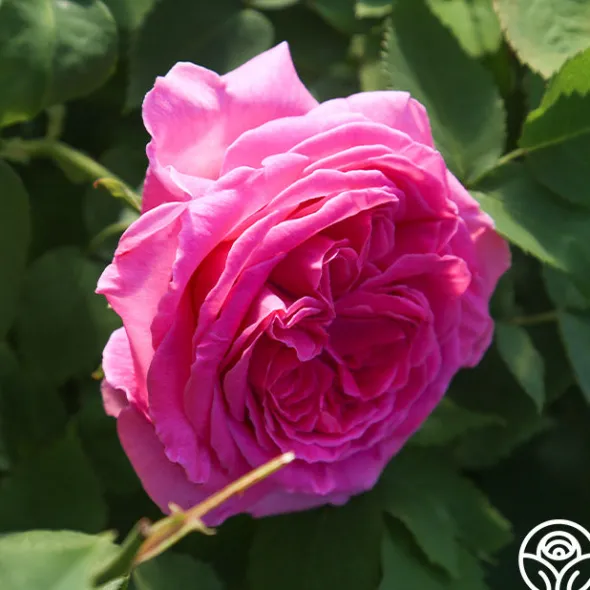 Heirloom Roses Souvenir du Président Lincoln Outlet