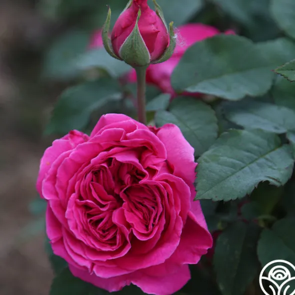 Heirloom Roses Souvenir du Président Lincoln Outlet
