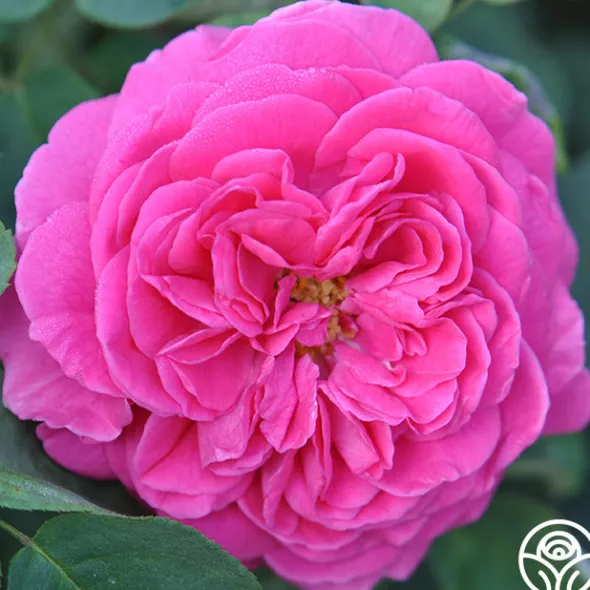 Heirloom Roses Souvenir du Président Lincoln Outlet