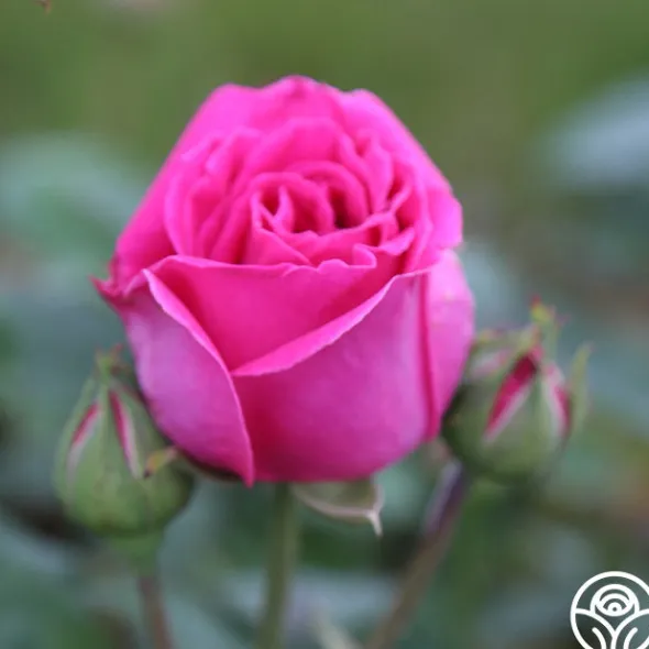 Heirloom Roses Souvenir du Président Lincoln Outlet