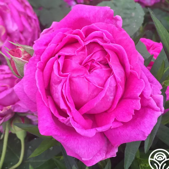 Heirloom Roses Souvenir du Président Lincoln Outlet