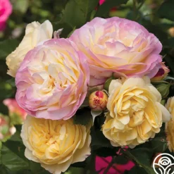 Heirloom Roses Spring Color Bouquet Collection
