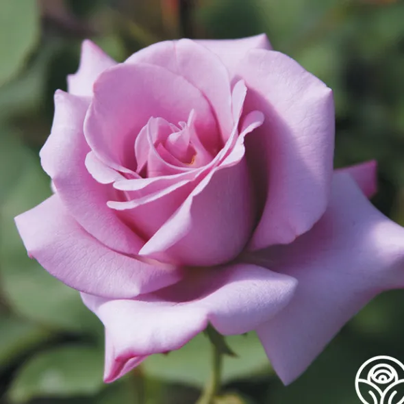 Heirloom Roses Spring Color Bouquet Collection