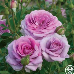 Heirloom Roses Spring Color Bouquet Collection II Best