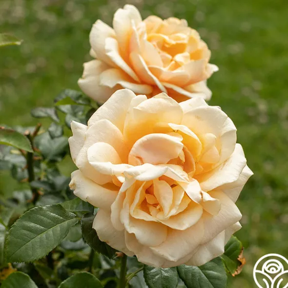 Heirloom Roses St. Tropez New