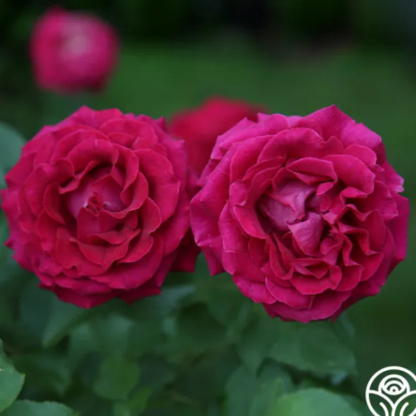 Heirloom Roses Stiletto™