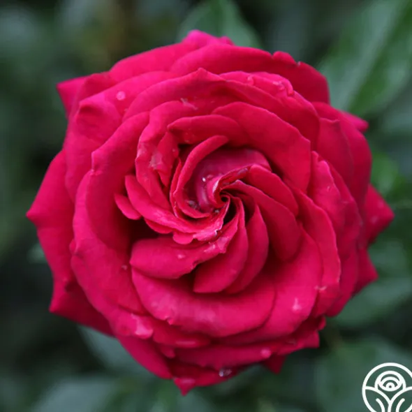 Heirloom Roses Stiletto™