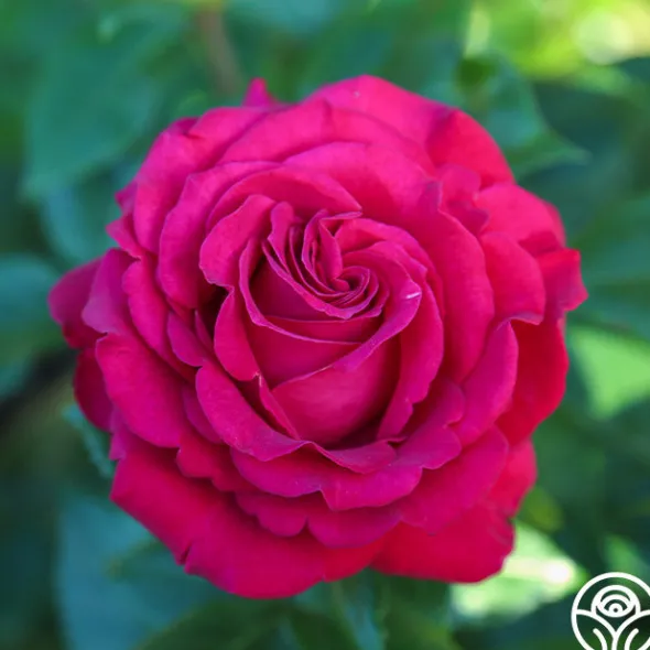 Heirloom Roses Stiletto™