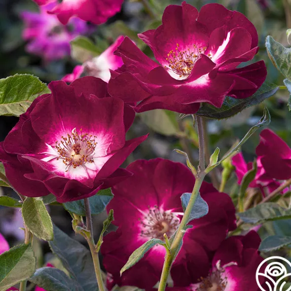 Heirloom Roses Sultry Sangria™ Outlet