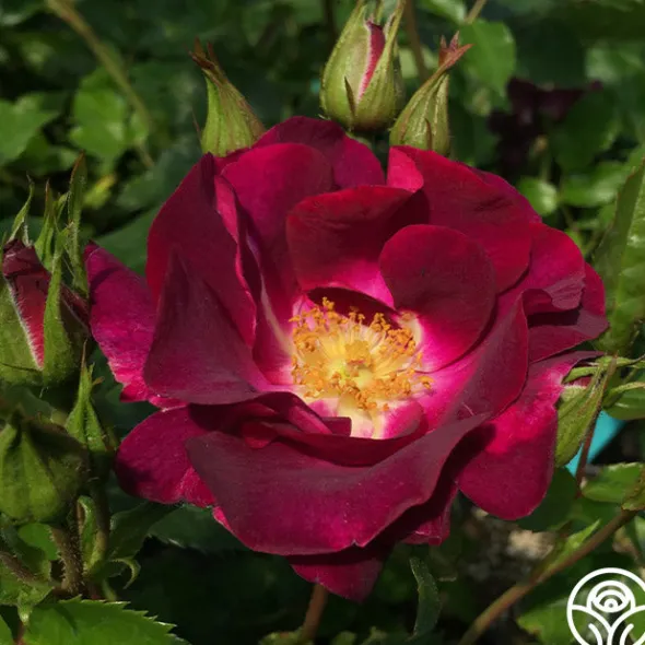 Heirloom Roses Sultry Sangria™ Outlet