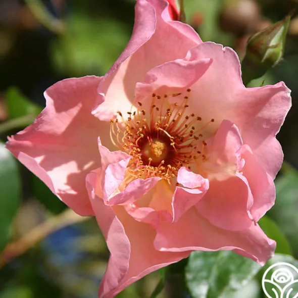 Heirloom Roses Summer Wine Outlet