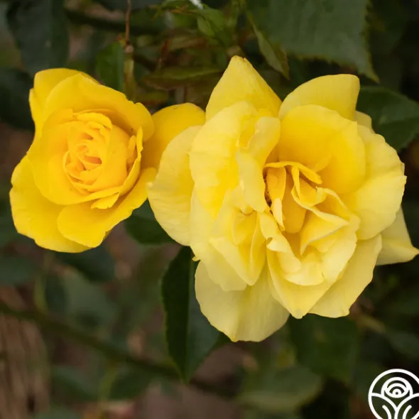 Heirloom Roses Sun Flare Best