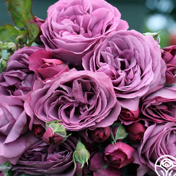 Heirloom Roses Sunbelt® Plum Perfect Online