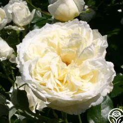 Heirloom Roses Sunbelt® Polar Express Clearance