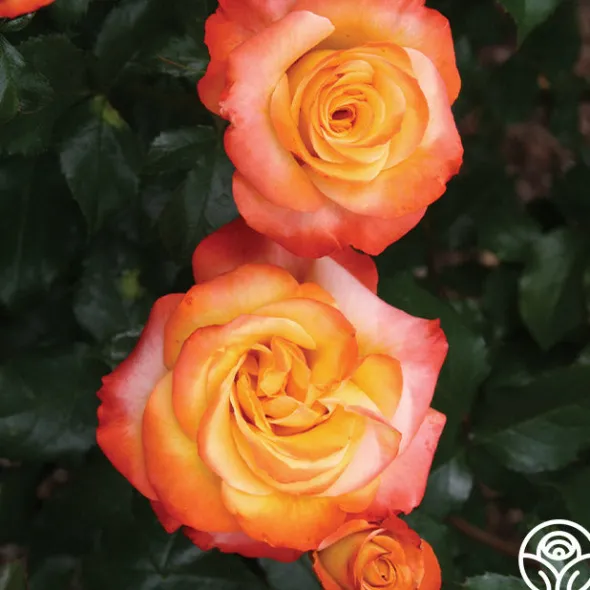 Heirloom Roses Sunita™ Sale