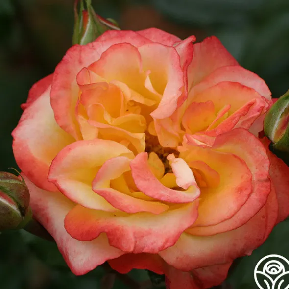 Heirloom Roses Sunita™ Sale