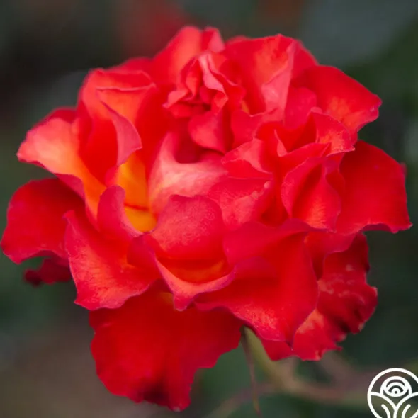 Heirloom Roses Sunrise At Heirloom™ Best