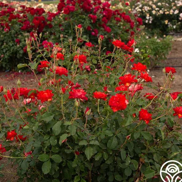 Heirloom Roses Sunrise At Heirloom™ Best
