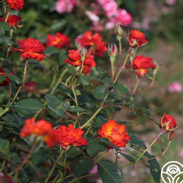 Heirloom Roses Sunrise At Heirloom™ Best