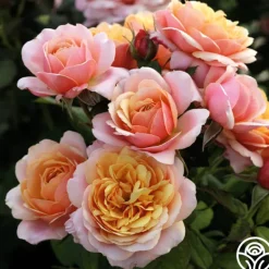 Heirloom Roses Sunset Tones Bouquet Collection Outlet