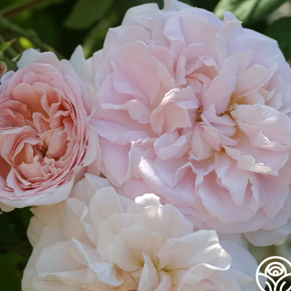 Heirloom Roses Tender Blush New