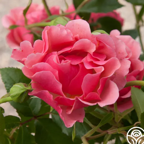 Heirloom Roses Tequila Supreme™ Hot