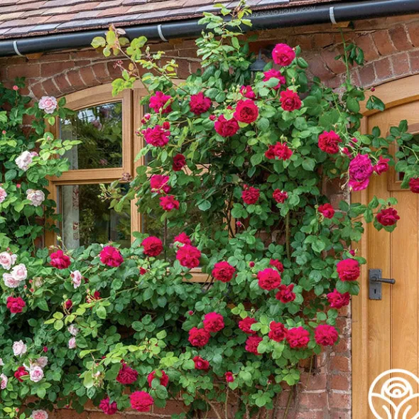 Heirloom Roses Tess of the d'Urbervilles® New
