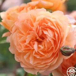 Heirloom Roses 50th Anniversary Favorites Collection Hot