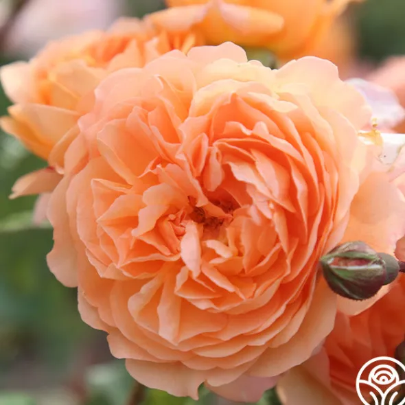 Heirloom Roses 50th Anniversary Favorites Collection Hot