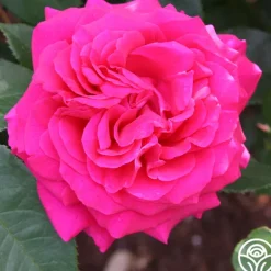 Heirloom Roses 50th Anniversary Founders Collection Hot