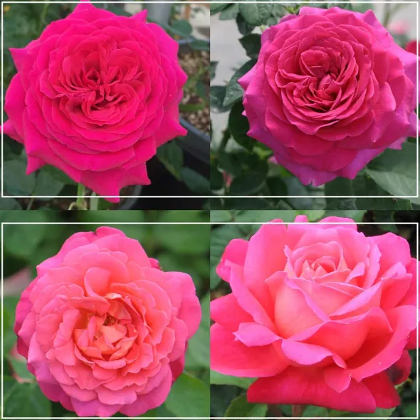 Heirloom Roses 50th Anniversary Fragrant Roses Collection Discount