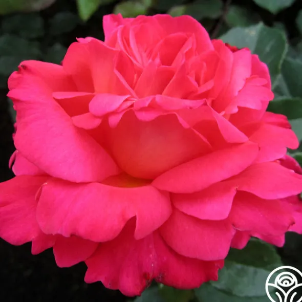 Heirloom Roses 50th Anniversary Fragrant Roses Collection Discount