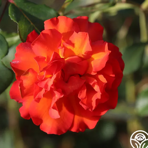 Heirloom Roses 50th Anniversary Summer Collection Online