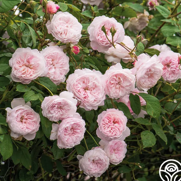Heirloom Roses The Albrighton Rambler® Online