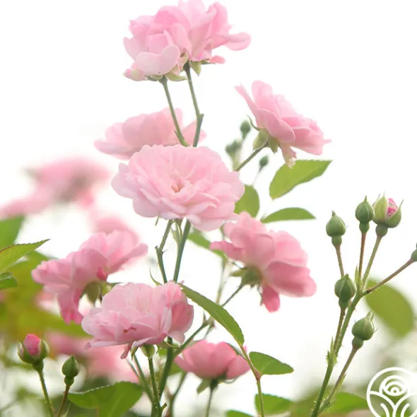 Heirloom Roses The Fairy Hot