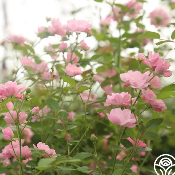Heirloom Roses The Fairy Hot