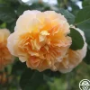Heirloom Roses The Impressionist™ Clearance