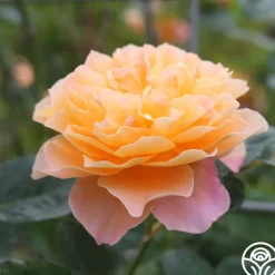 Heirloom Roses The Impressionist™ Clearance