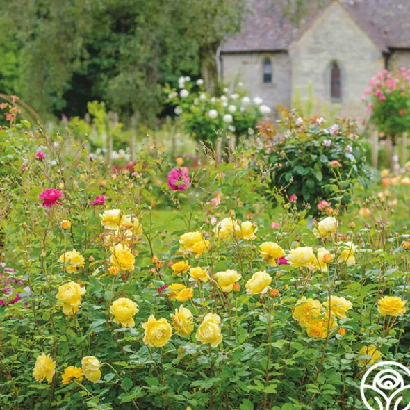 Heirloom Roses The Poet's Wife Online
